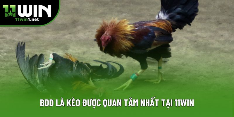 BDD là kèo được quan tâm nhất tại 11Win